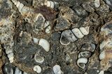 Fossil Freshwater Snails (Elimia) In Limestone - Wyoming #240631-1